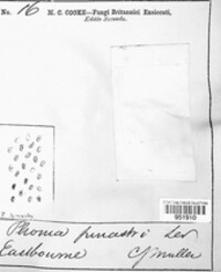 Sphaeropsis sapinea image
